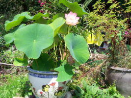 lotus